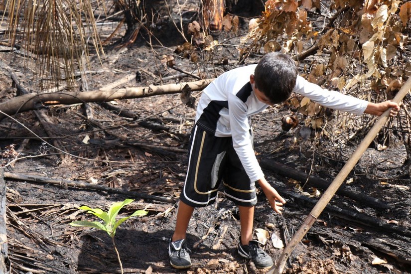 reforestacion