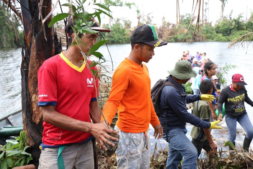 reforestacion