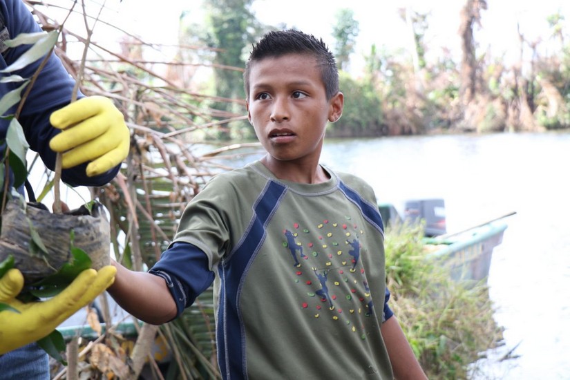 reforestacion