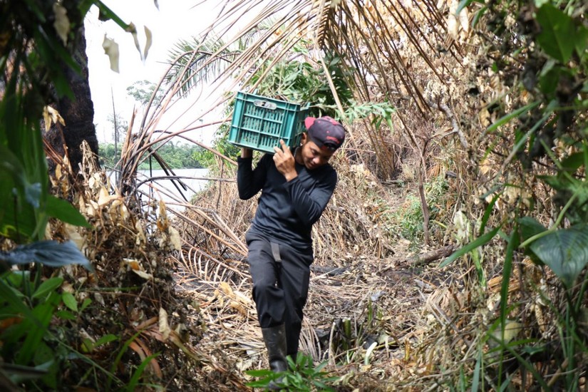 reforestacion