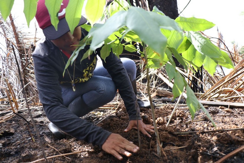 reforestacion