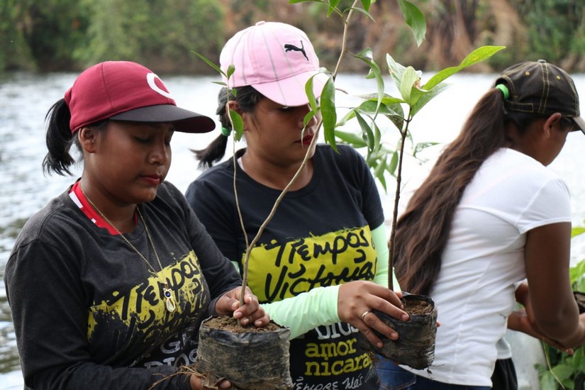 reforestacion