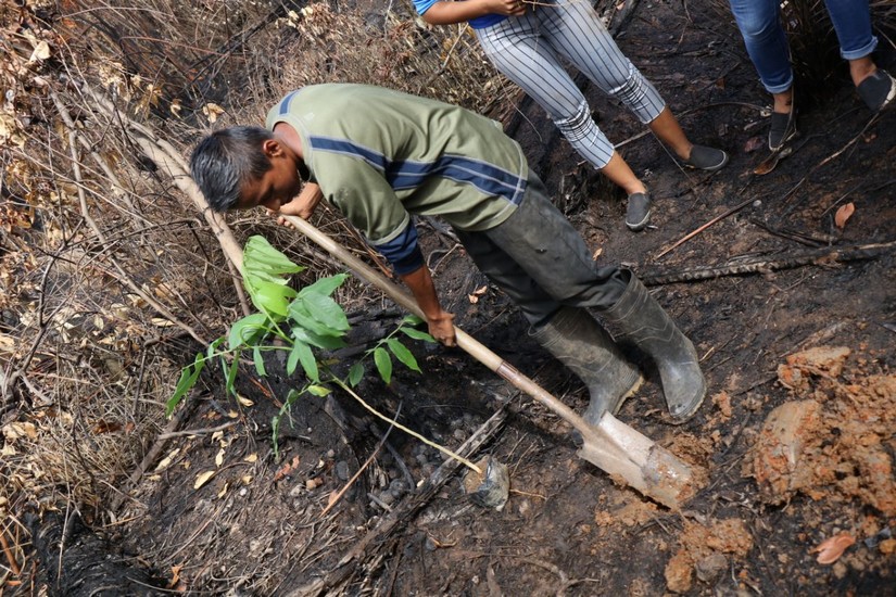 reforestacion