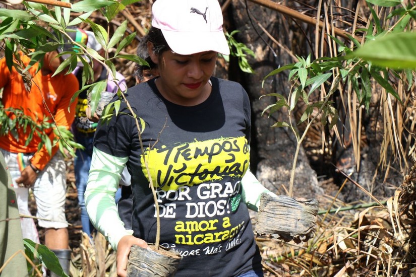 reforestacion
