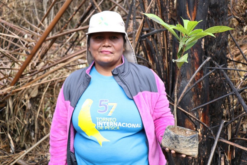 reforestacion