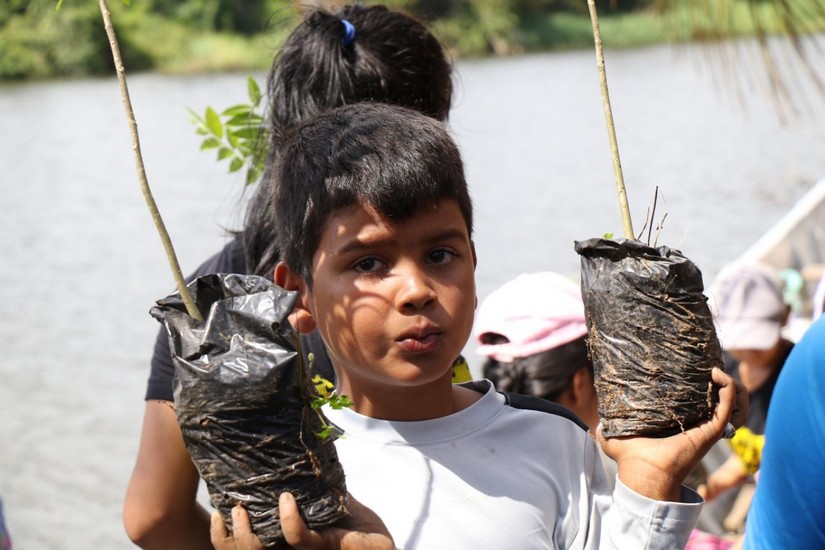 reforestacion