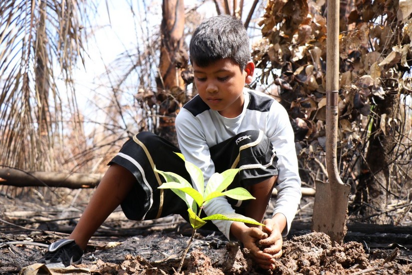 reforestacion