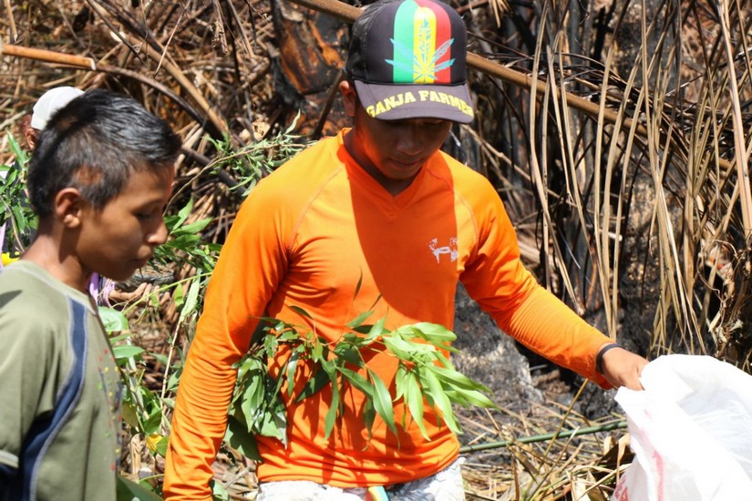 reforestacion