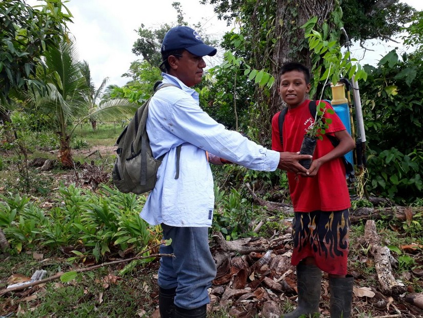 reforestacion