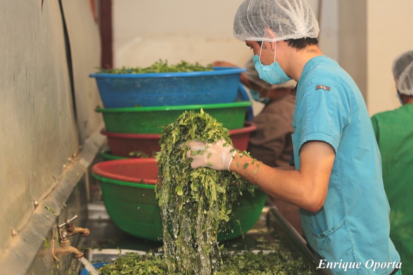 moringa