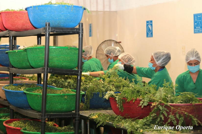 moringa