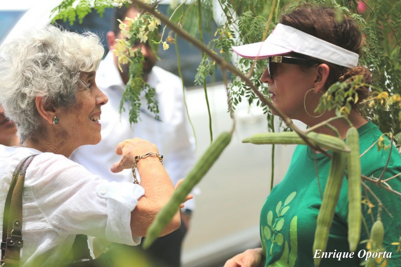 moringa