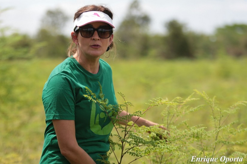 moringa