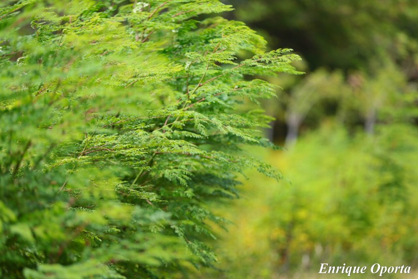 moringa