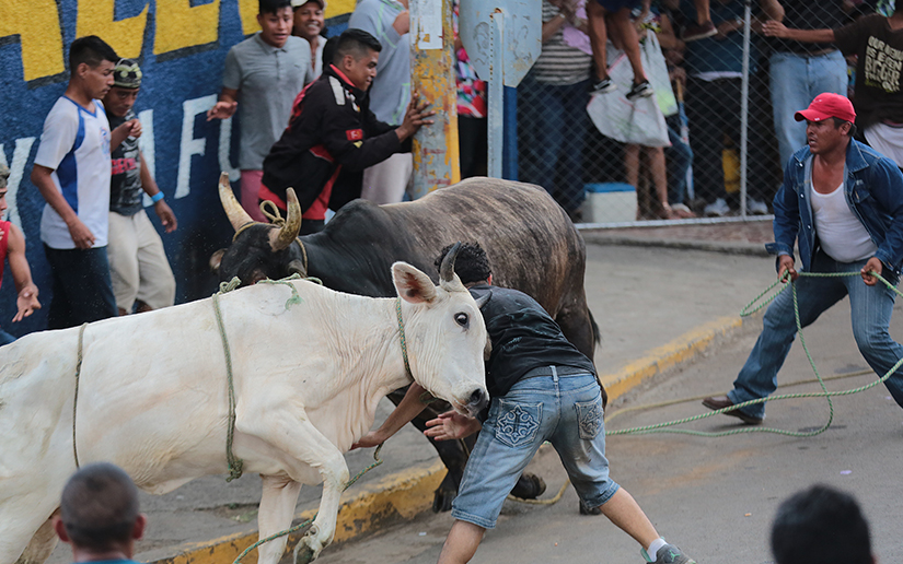 vacas