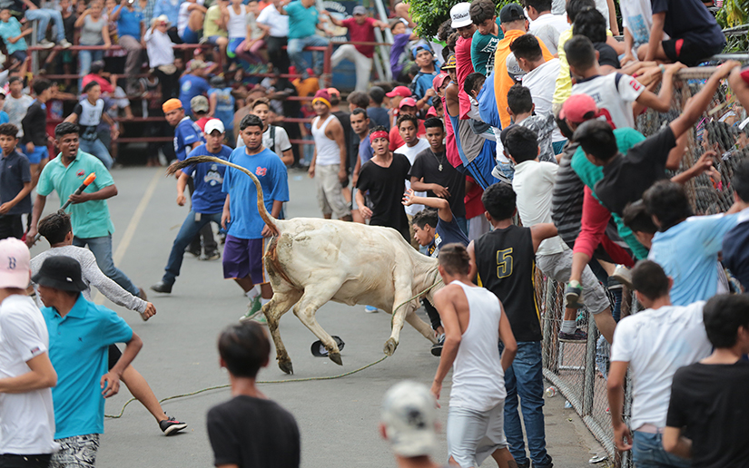 vacas