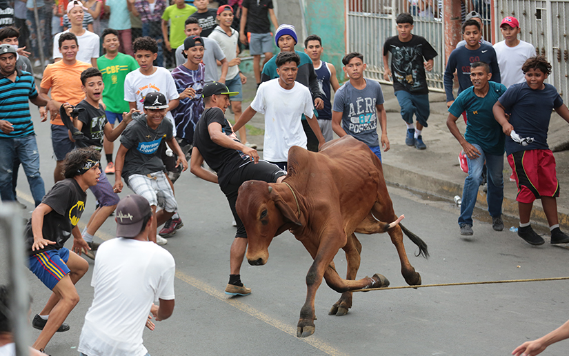 vacas