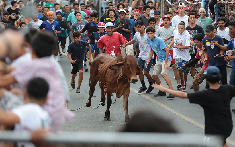 vacas