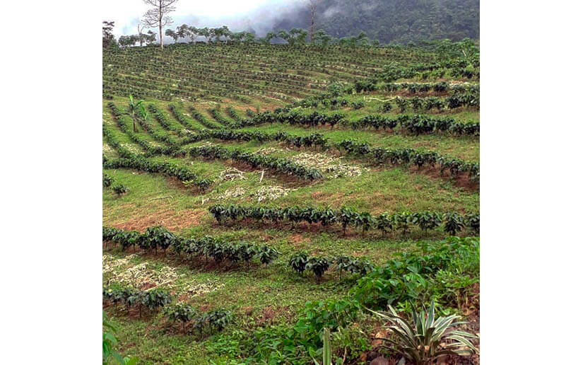 producción