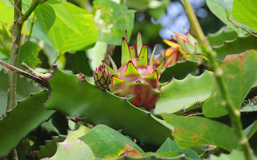 ticuantepe