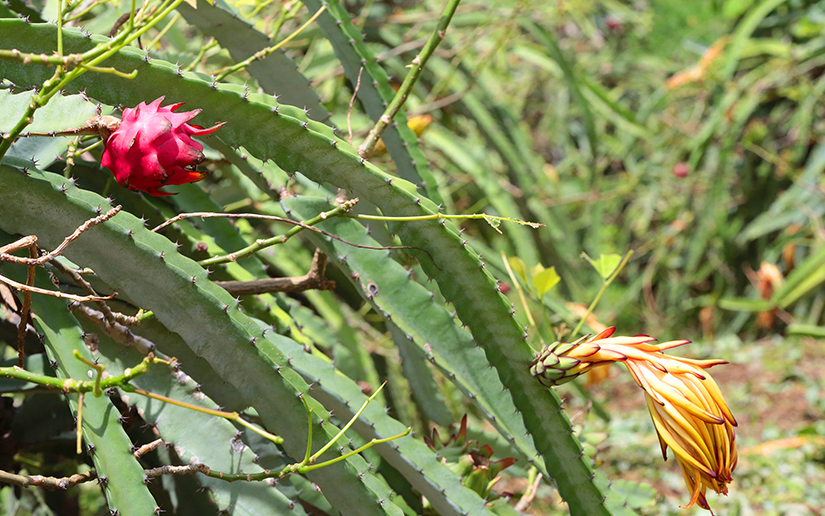 ticuantepe