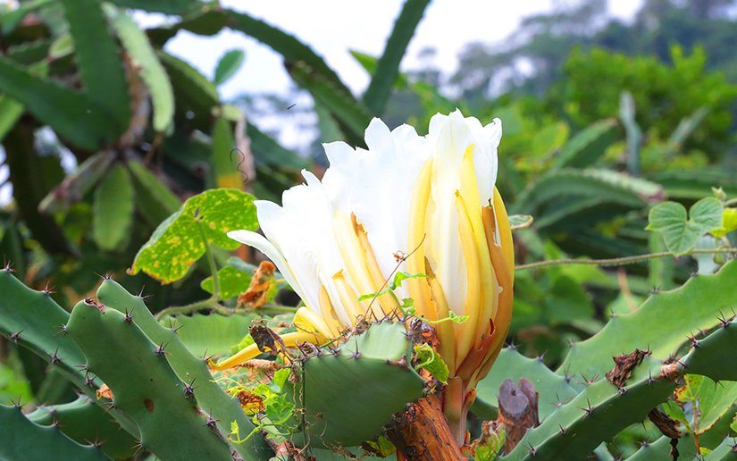 ticuantepe