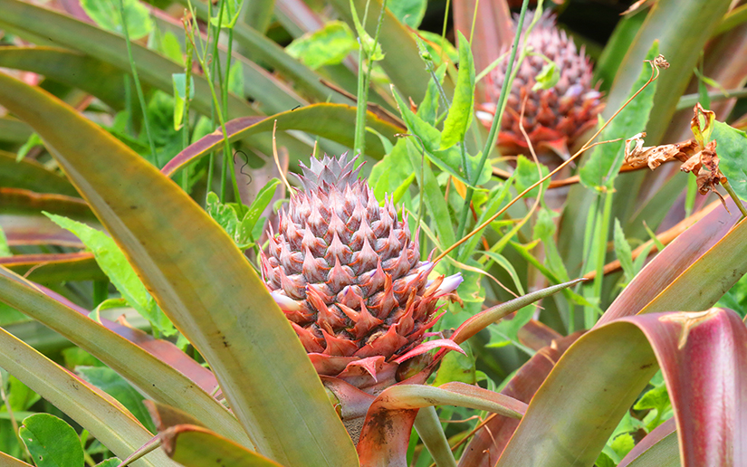 ticuantepe