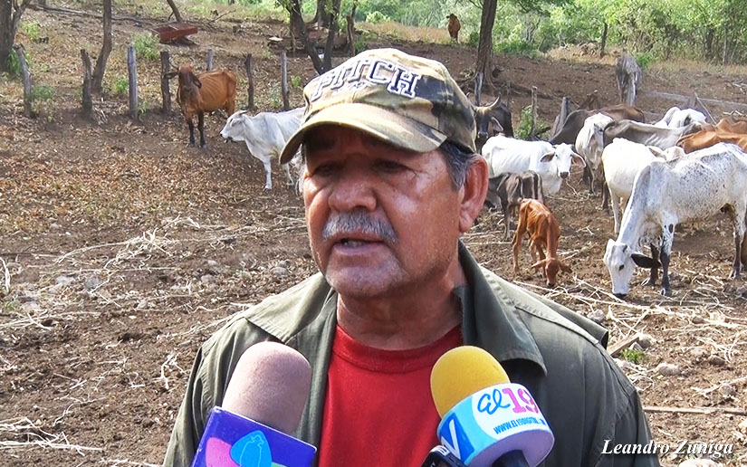 Ganado1