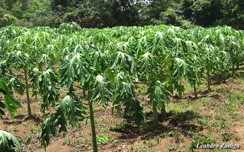 papaya1