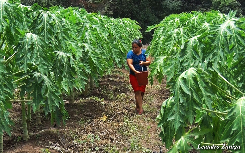 papaya1