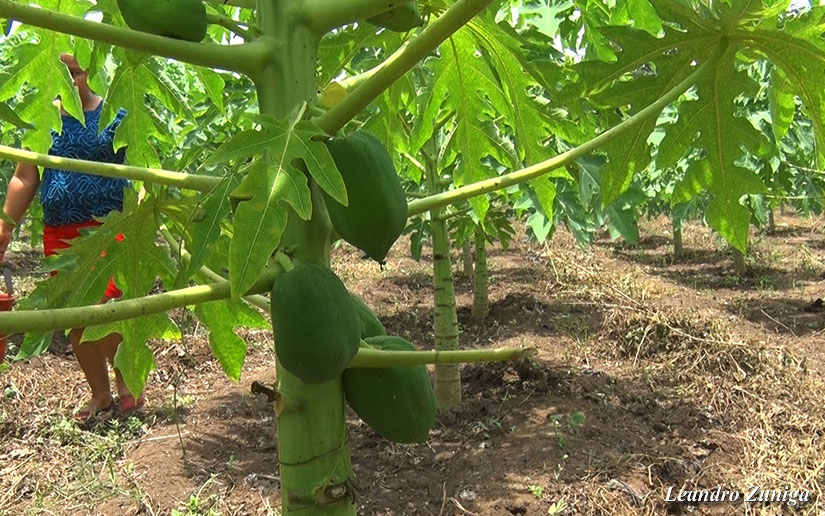 papaya1