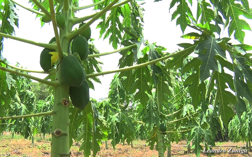 papaya1