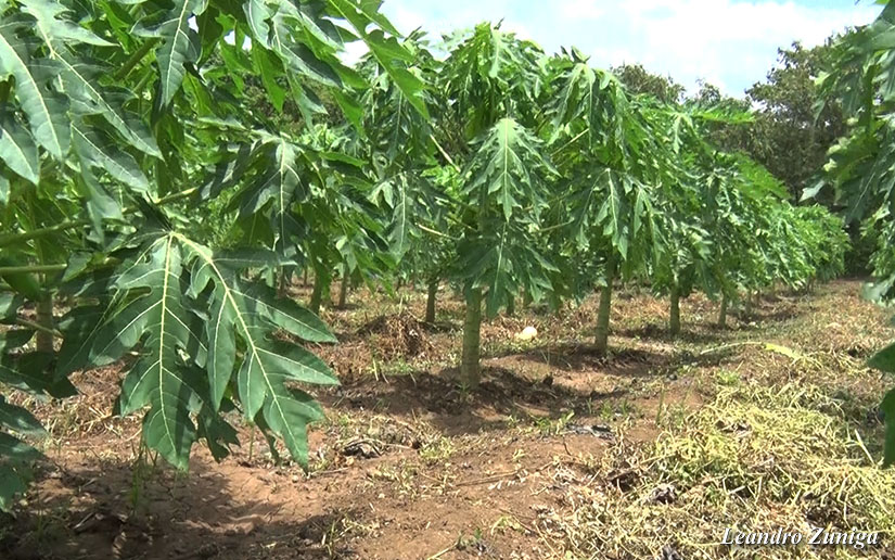 papaya1