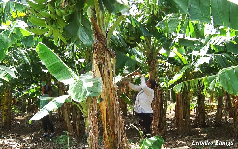 platano1