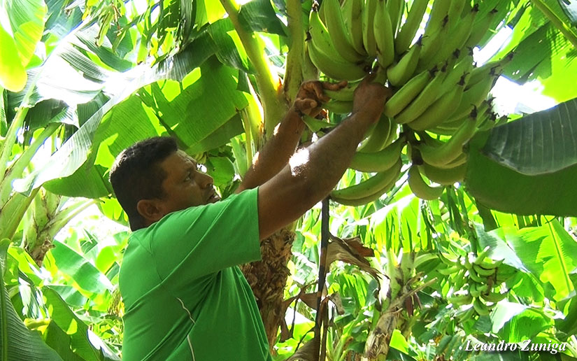platano1