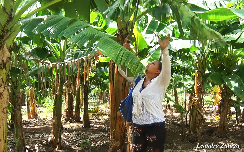 platano1