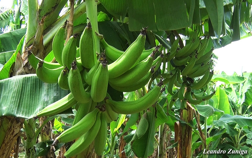 platano1