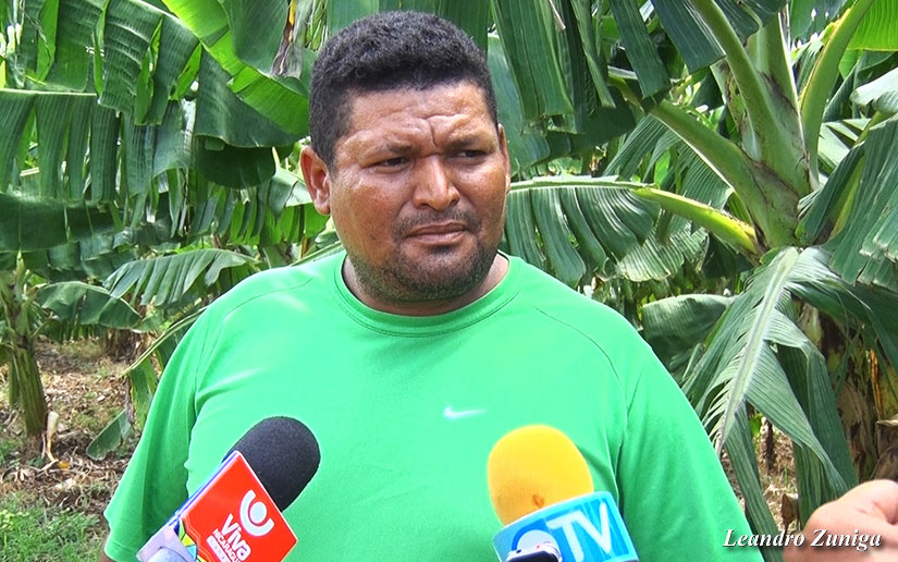 platano1