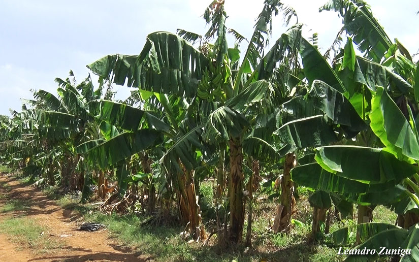 platano1