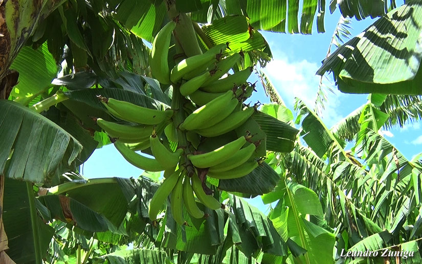 platano1