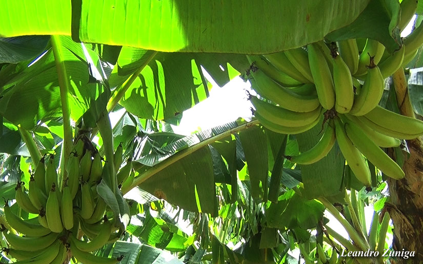 platano1