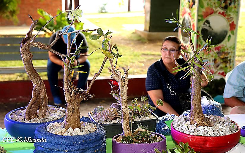 bonsai
