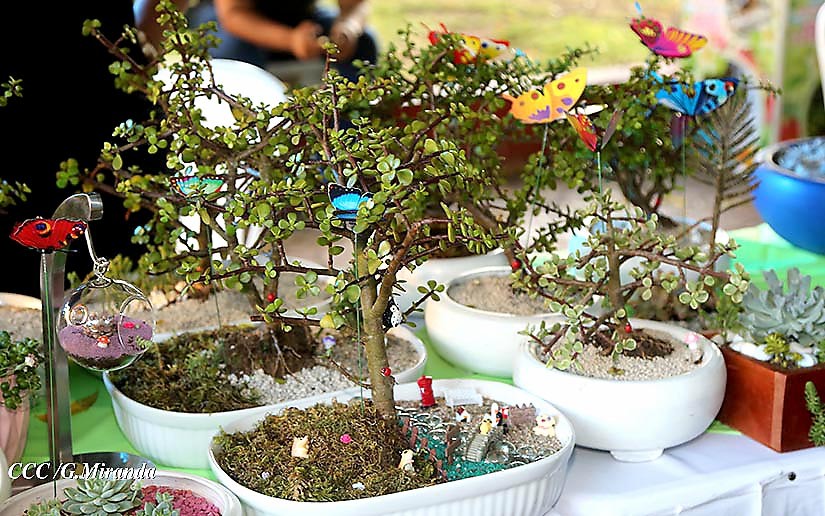 bonsai