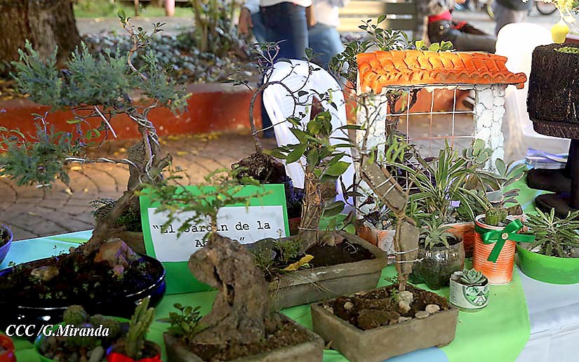 bonsai