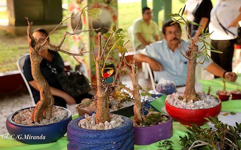 bonsai