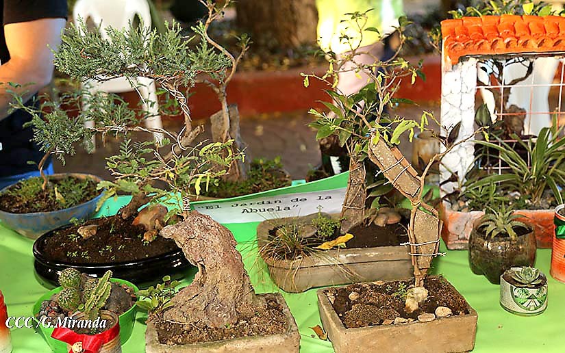 bonsai