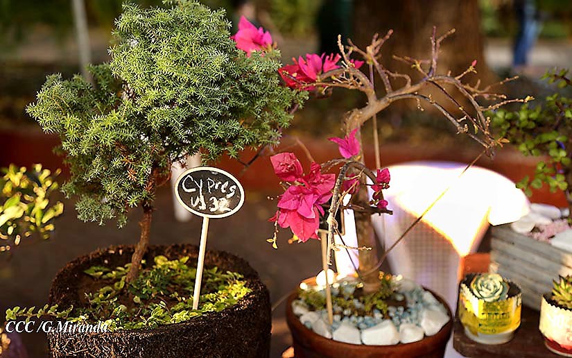 bonsai