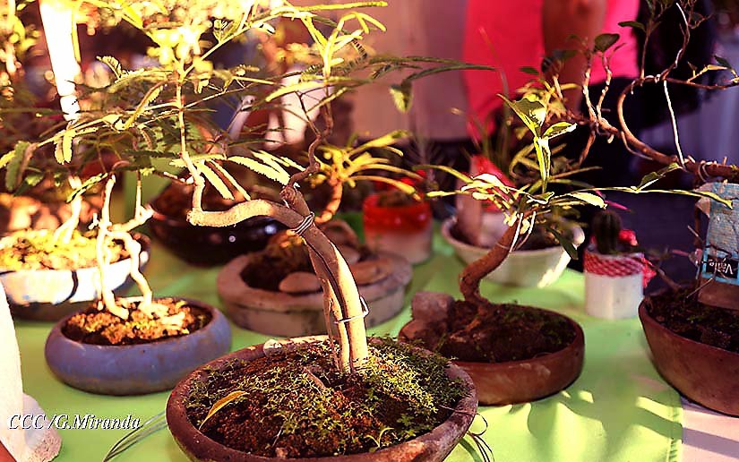 bonsai