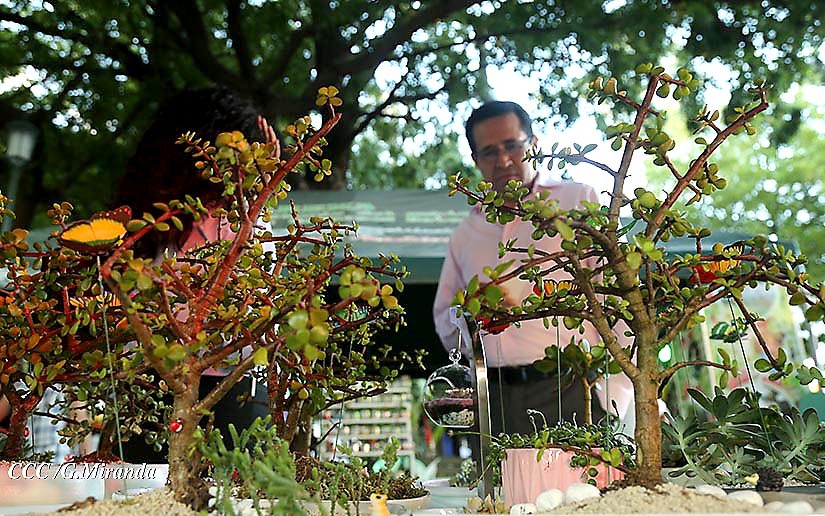 bonsai