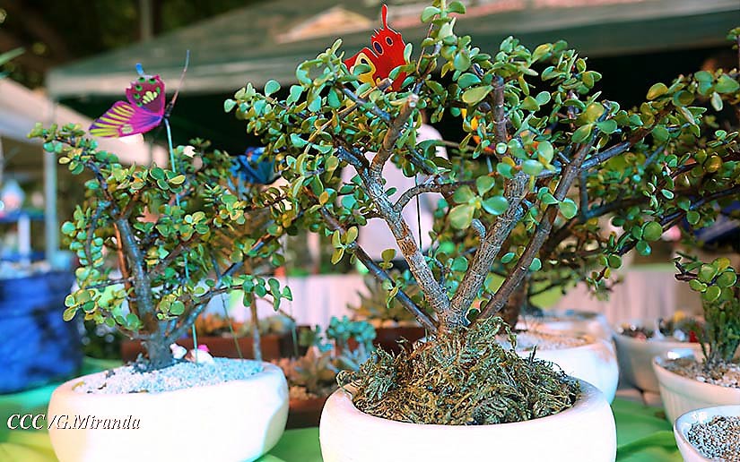bonsai